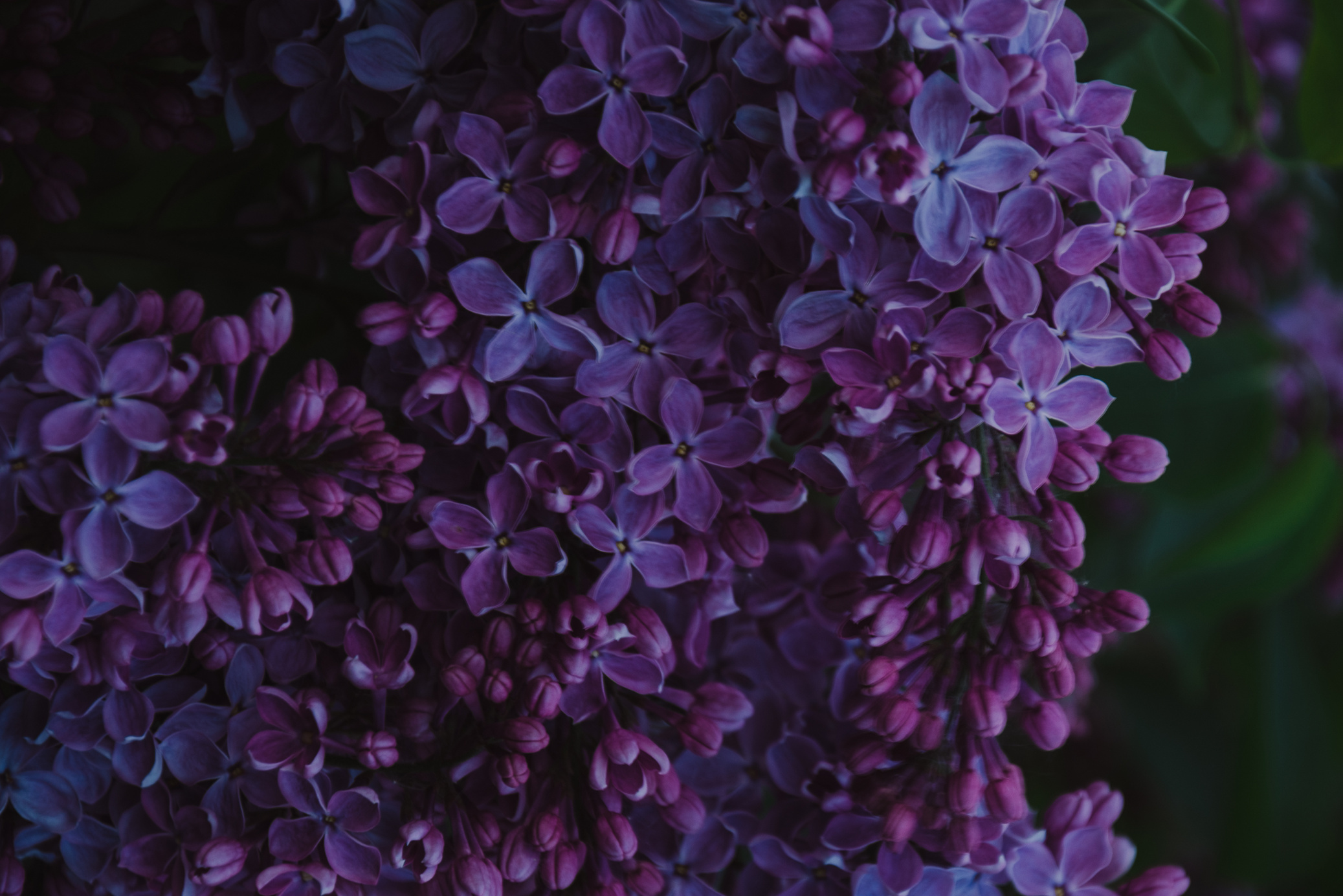 Purple Petaled Flowers
